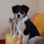 femelle berger australien noir tricolore