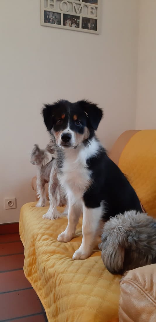 femelle berger australien noir tricolore