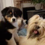 femelle berger australien noir tricolore