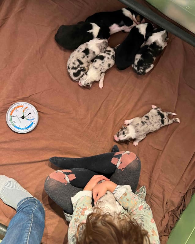 éveil développement chiot berger australien élevage