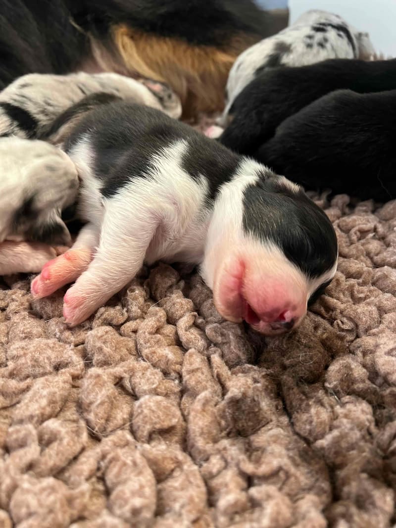 éveil développement chiot berger australien élevage