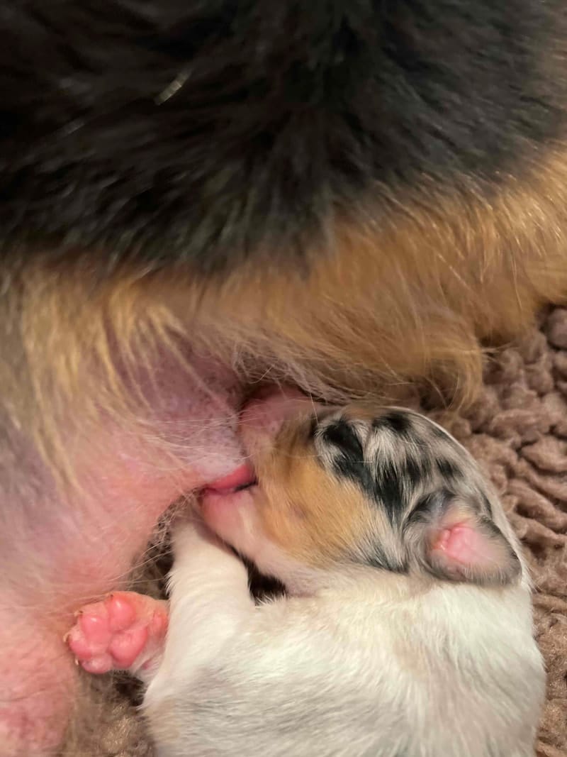 éveil développement chiot berger australien élevage