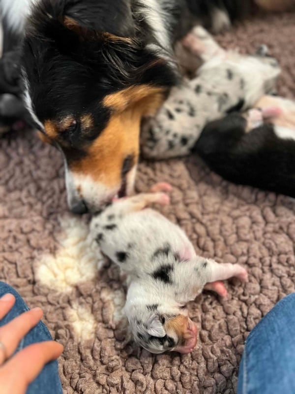 éveil développement chiot berger australien élevage