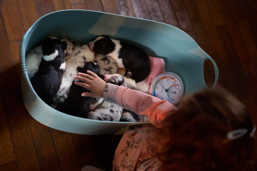 éveil développement chiot berger australien élevage