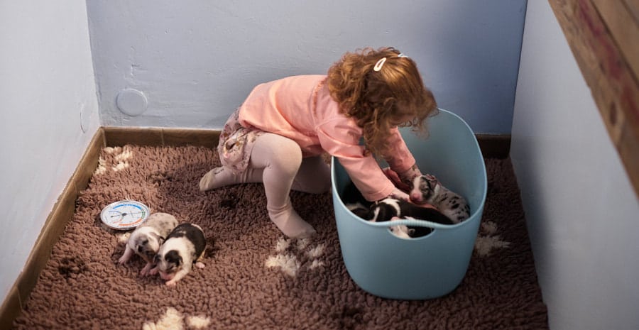 éveil développement chiot berger australien élevage