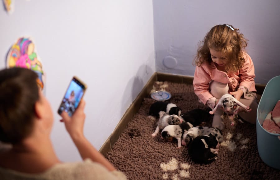 éveil développement chiot berger australien élevage