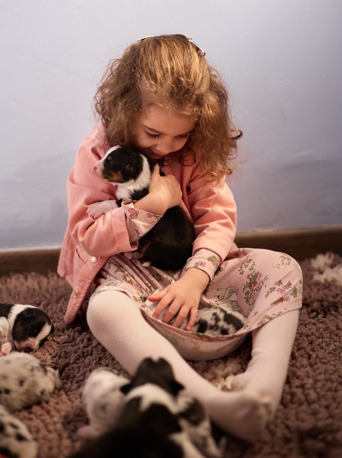éveil développement chiot berger australien élevage