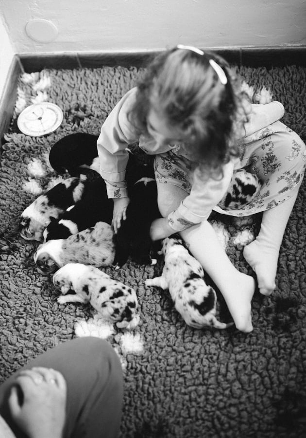 éveil développement chiot berger australien élevage