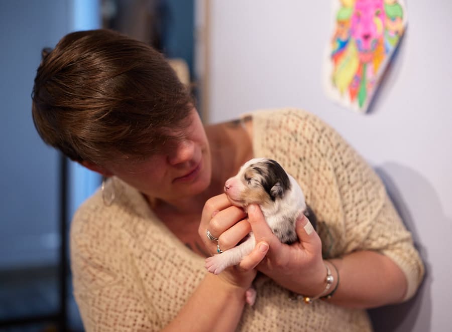 éveil développement chiot berger australien élevage