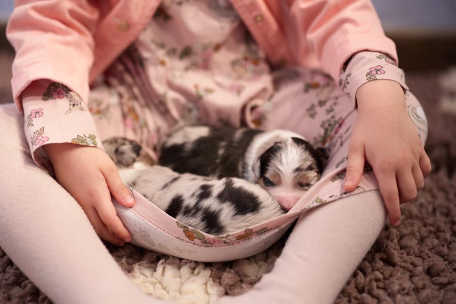 éveil développement chiot berger australien élevage