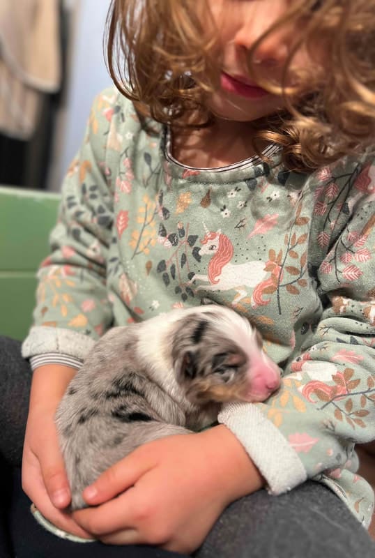 éveil développement chiot berger australien élevage