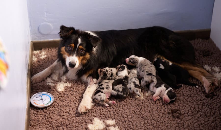 éveil développement chiot berger australien élevage