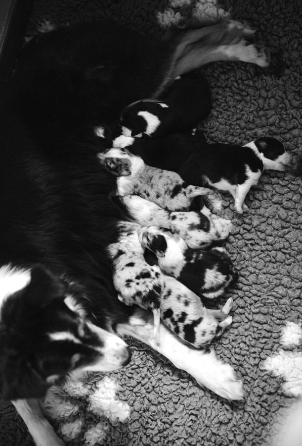 éveil développement chiot berger australien élevage