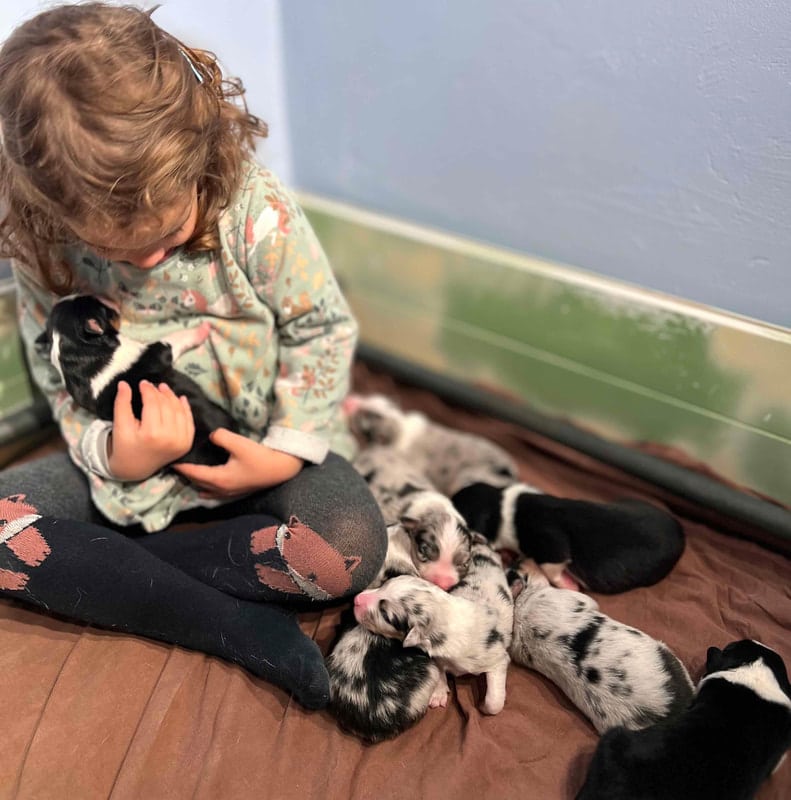 éveil développement chiot berger australien élevage