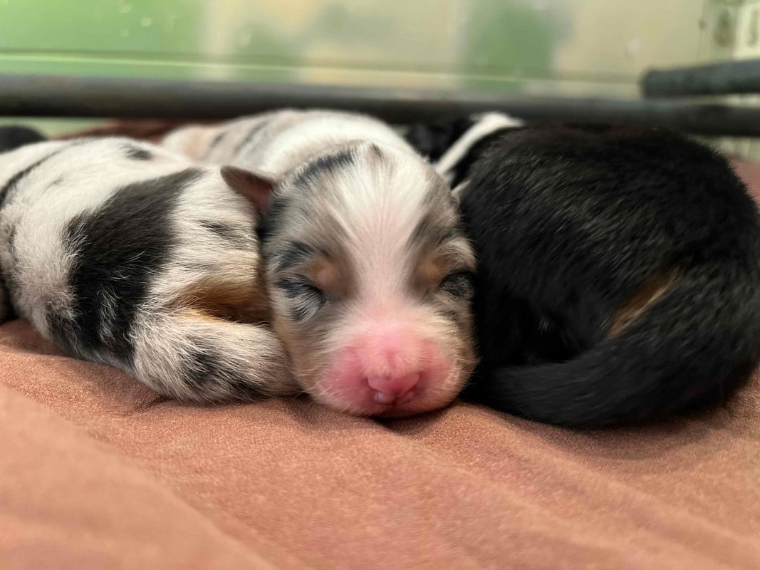 éveil développement chiot berger australien élevage