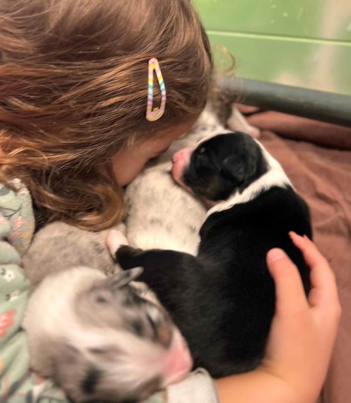éveil développement chiot berger australien élevage