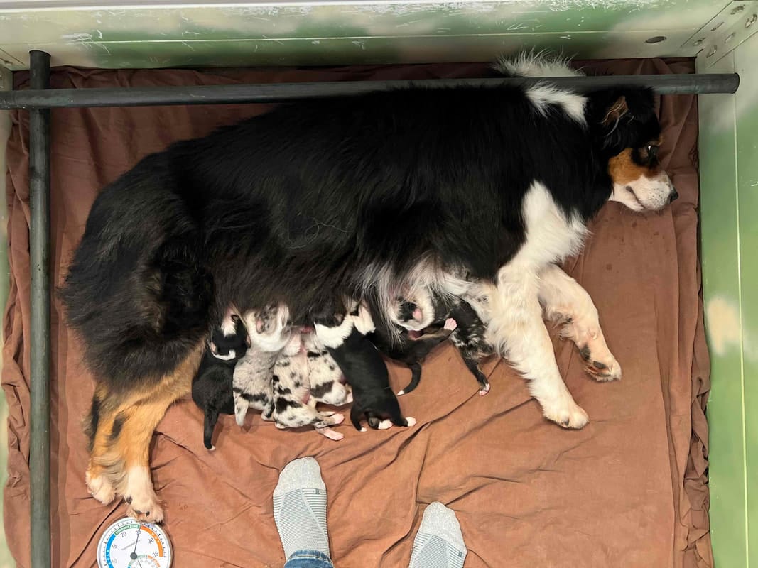 éveil développement chiot berger australien élevage