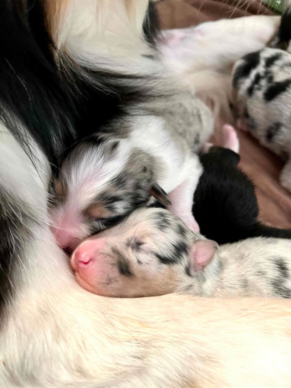 éveil développement chiot berger australien élevage
