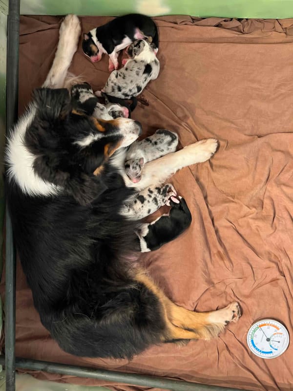 éveil développement chiot berger australien élevage