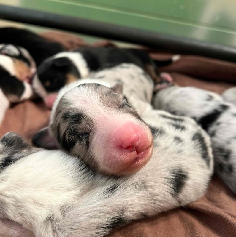 éveil développement chiot berger australien élevage
