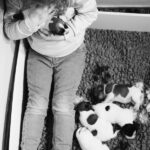 chiot jack russell sociabilisé sociabilisation socialisation élevage familial