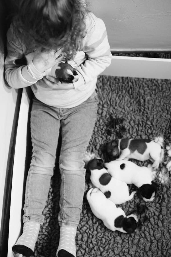 chiot jack russell sociabilisé sociabilisation socialisation élevage familial