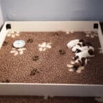 chiot jack russell sociabilisé sociabilisation socialisation élevage familial