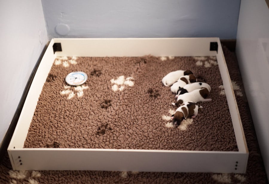 chiot jack russell sociabilisé sociabilisation socialisation élevage familial