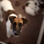 chiot jack russell sociabilisé sociabilisation socialisation élevage familial