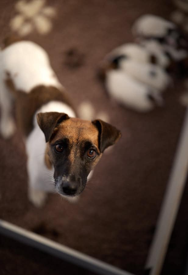 chiot jack russell sociabilisé sociabilisation socialisation élevage familial