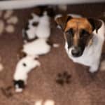 chiot jack russell sociabilisé sociabilisation socialisation élevage familial
