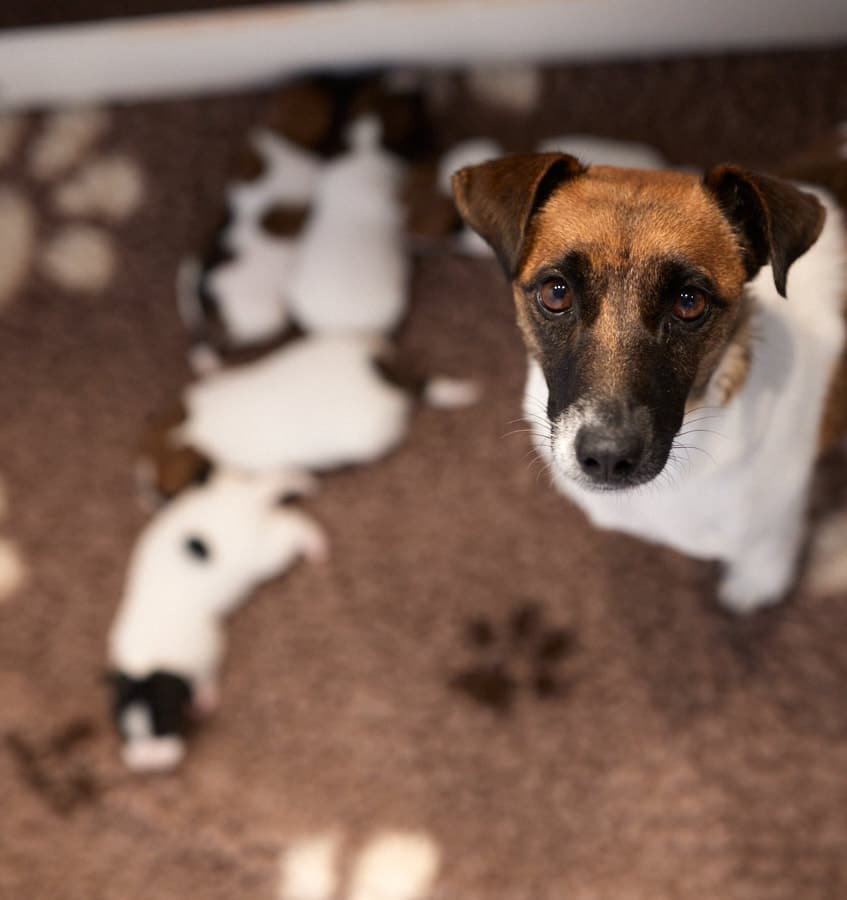 chiot jack russell sociabilisé sociabilisation socialisation élevage familial