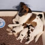 chiot jack russell sociabilisé sociabilisation socialisation élevage familial