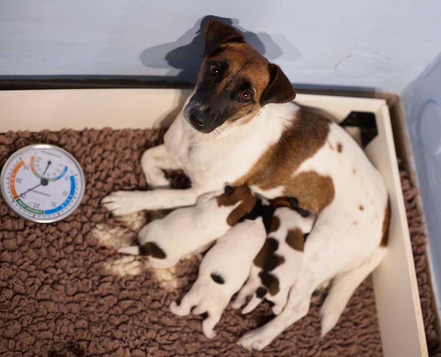 chiot jack russell sociabilisé sociabilisation socialisation élevage familial