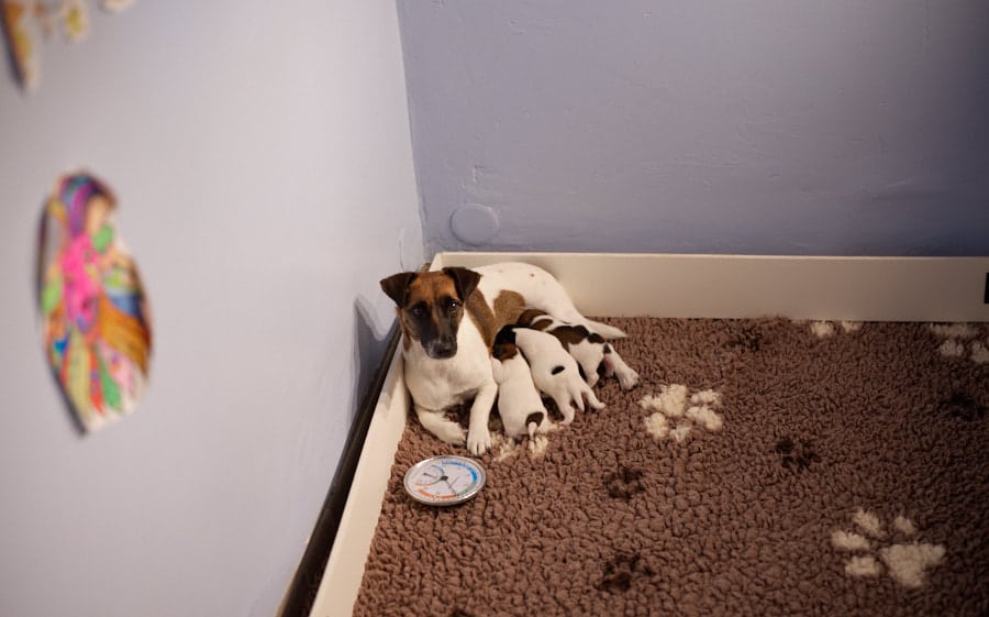 chiot jack russell sociabilisé sociabilisation socialisation élevage familial