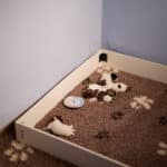 chiot jack russell sociabilisé sociabilisation socialisation élevage familial