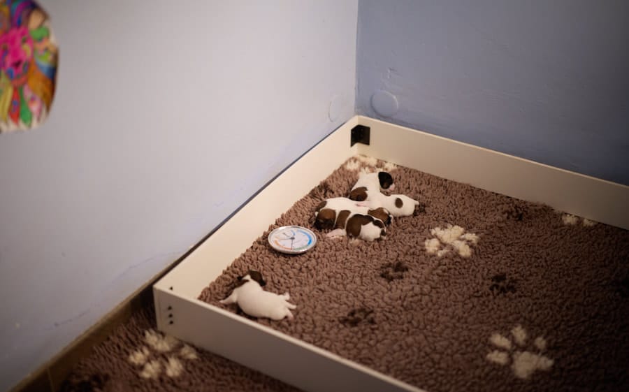 chiot jack russell sociabilisé sociabilisation socialisation élevage familial