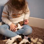 chiot jack russell sociabilisé sociabilisation socialisation élevage familial