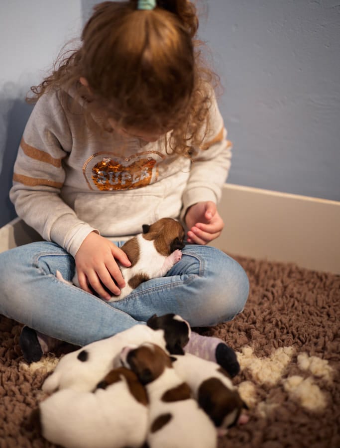 chiot jack russell sociabilisé sociabilisation socialisation élevage familial