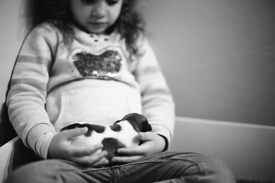 chiot jack russell sociabilisé sociabilisation socialisation élevage familial