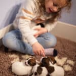 chiot jack russell sociabilisé sociabilisation socialisation élevage familial