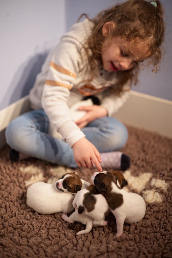 chiot jack russell sociabilisé sociabilisation socialisation élevage familial