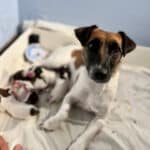 chiot jack russell sociabilisé sociabilisation socialisation élevage familial