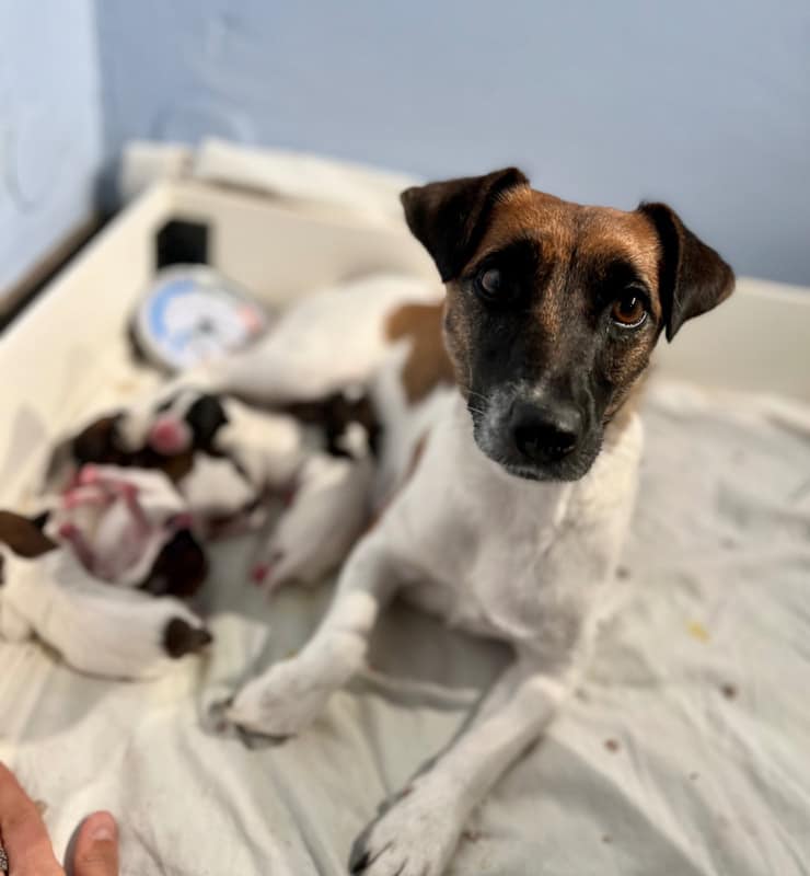 chiot jack russell sociabilisé sociabilisation socialisation élevage familial