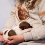 chiot jack russell sociabilisé sociabilisation socialisation élevage familial
