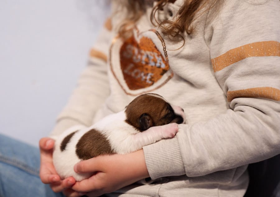 chiot jack russell sociabilisé sociabilisation socialisation élevage familial