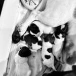 chiot jack russell sociabilisé sociabilisation socialisation élevage familial