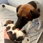 chiot jack russell sociabilisé sociabilisation socialisation élevage familial