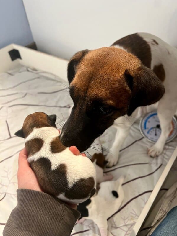 chiot jack russell sociabilisé sociabilisation socialisation élevage familial