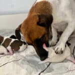 chiot jack russell sociabilisé sociabilisation socialisation élevage familial